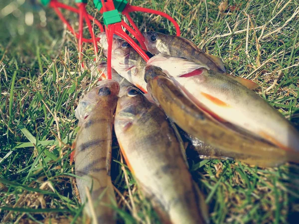 Många fångade fisk på ett gäng — Stockfoto