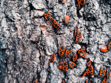Bir ağacın kabuğu üzerinde kırmızı böcekler