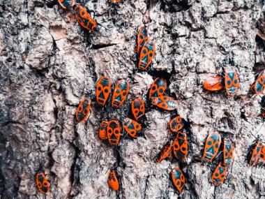 Bir ağacın kabuğu üzerinde kırmızı böcekler