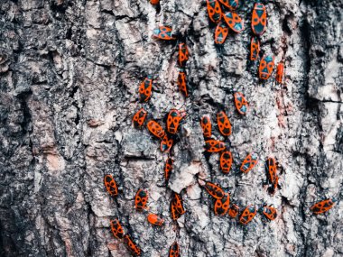 Bir ağacın kabuğu üzerinde kırmızı böcekler