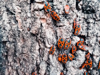 Bir ağacın kabuğu üzerinde kırmızı böcekler