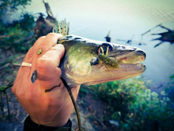 Fisherman Holding Fish — Stock Photo, Image