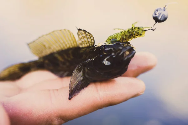 Pesca Pescatore Pesce — Foto Stock