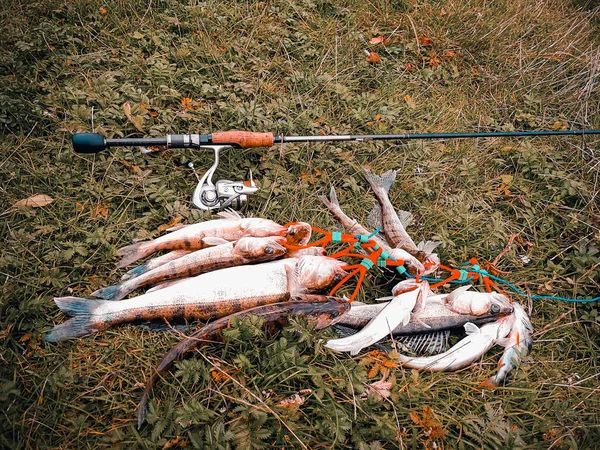 Fisk Och Stång Gräset — Stockfoto