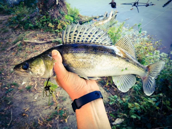 Der Fischer Hält Einen Fisch Der Hand — Stockfoto