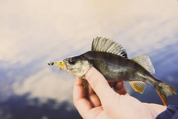 Pescar Pescador Peixe — Fotografia de Stock