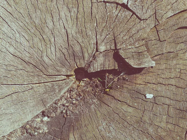 Резка Текстуры Дерева Фон — стоковое фото