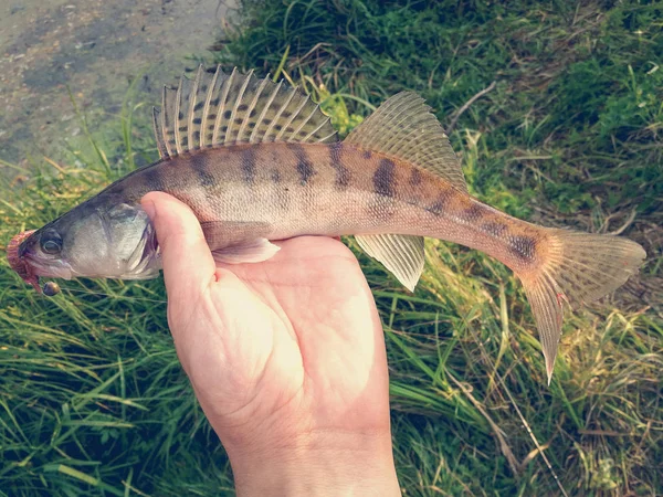 Gefangen Fisch Der Hand Auf Einem See — Stockfoto