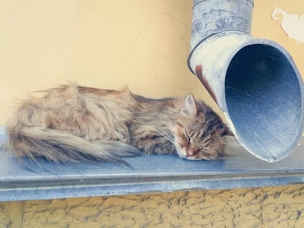 Уличная кошка у дрейфующей трубы — стоковое фото