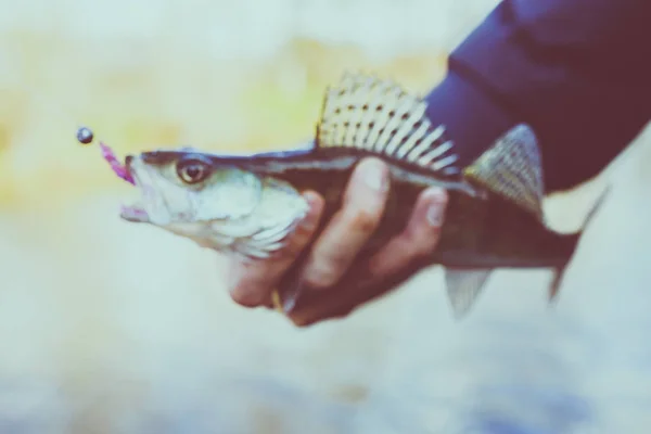 Pescar Pescador Peixe — Fotografia de Stock