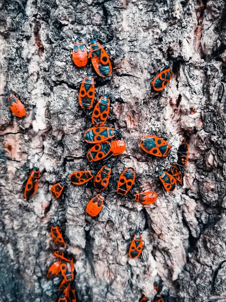 Scarabei Rossi Sulla Corteccia Albero — Foto Stock