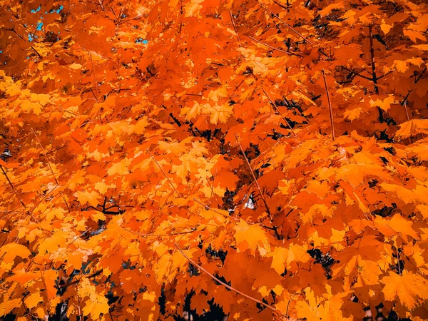Vacker Gul Lönn Hösten — Stockfoto