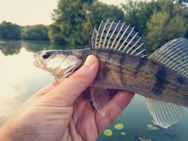 Fish pike-perch in the hands of an angler — Stock Photo, Image