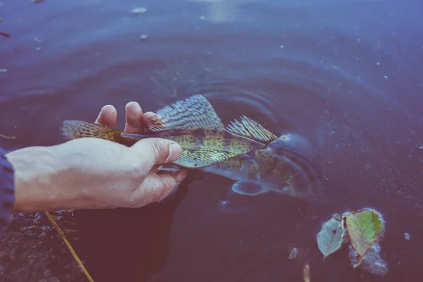 Pesca Pescador Pescado — Foto de Stock