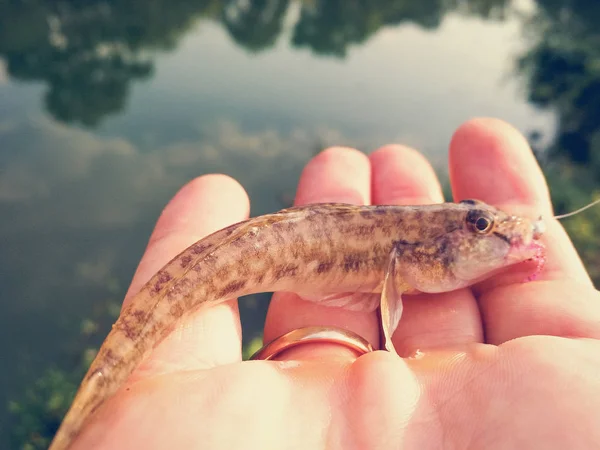 caught fish in a hand on a lake