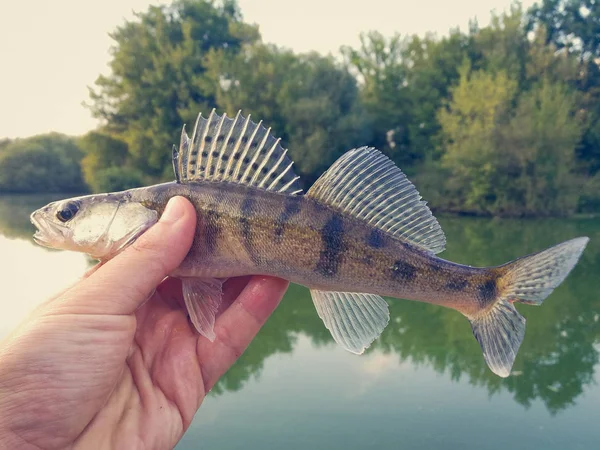Ψάρια pike-πέρκα στα χέρια ενός ψαρά — Φωτογραφία Αρχείου