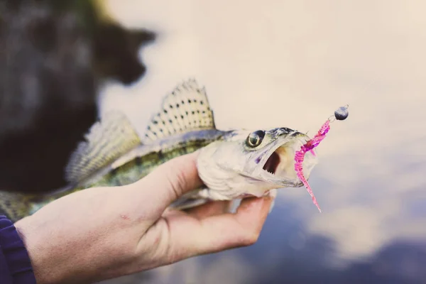 Fishing Fisherman Fish — Stock Photo, Image