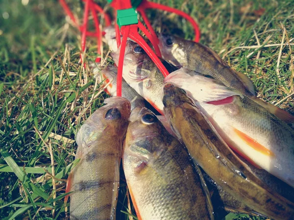 Muchos peces capturados en un montón — Foto de Stock