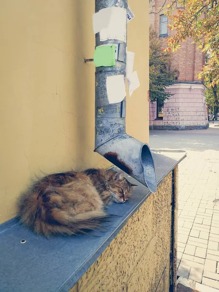Gato de la calle cerca de la tubería de drenaje —  Fotos de Stock