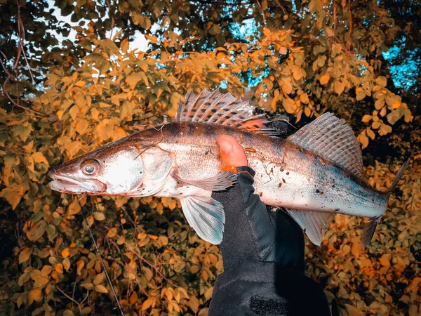 Hobi Dışında Balıkçılık Zander — Stok fotoğraf