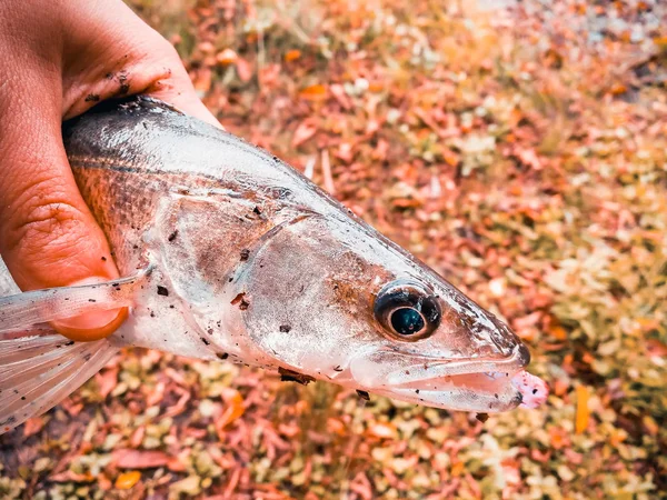 Pescato Nelle Mani Del Pescatore — Foto Stock