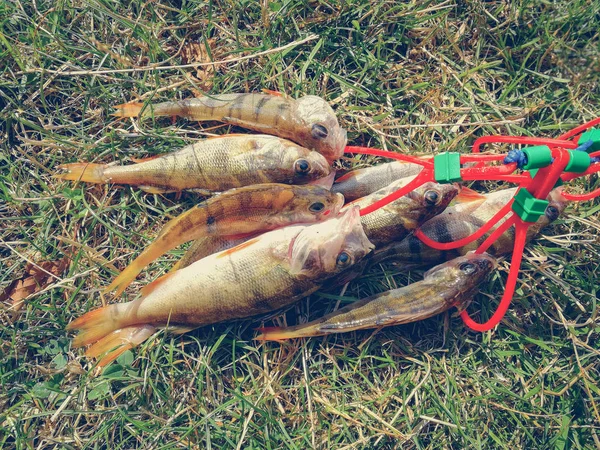 Muitos peixes capturados em um monte — Fotografia de Stock