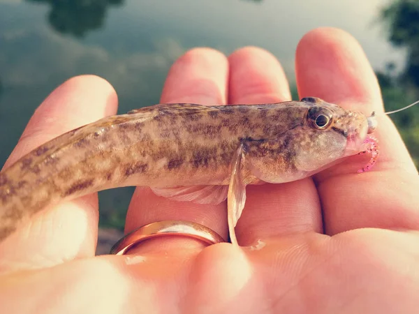 Peixe Capturado Uma Mão Lago — Fotografia de Stock