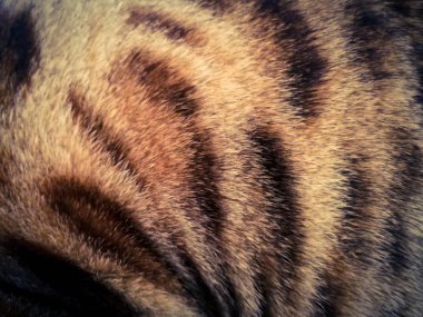 saç bir Bengal kedi