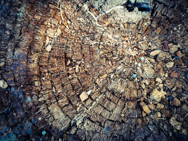 old stump top view