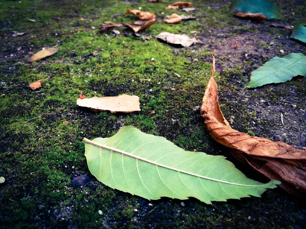 Musgo Com Folhas Secas — Fotografia de Stock