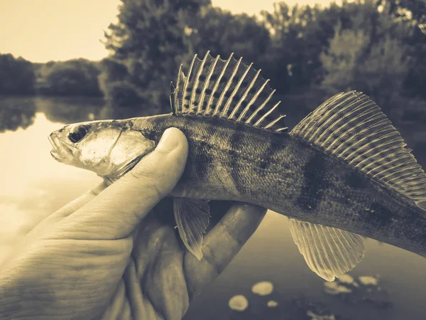 Pesce luccio-persico nelle mani di un pescatore — Foto Stock