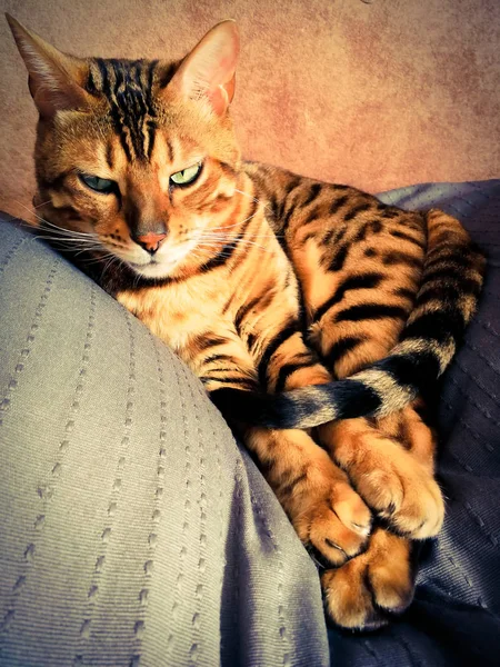 Hermoso Gato Bengalí Con Grandes Ojos — Foto de Stock