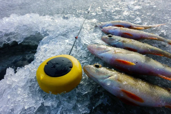 Hobby Pesca Gelo Inverno — Fotografia de Stock