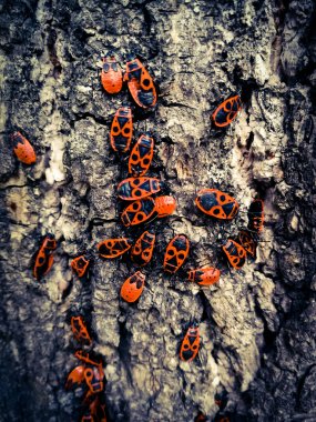Bir ağacın kabuğu üzerinde kırmızı böcekler