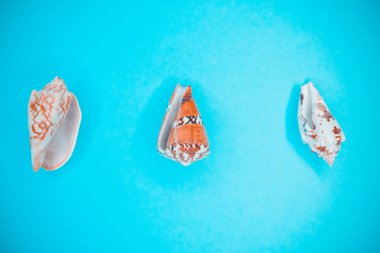 Mavi arka planda deniz kabukları