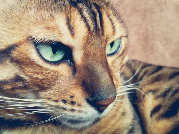 Vackra Bengalisk Katt Med Stora Ögon — Stockfoto