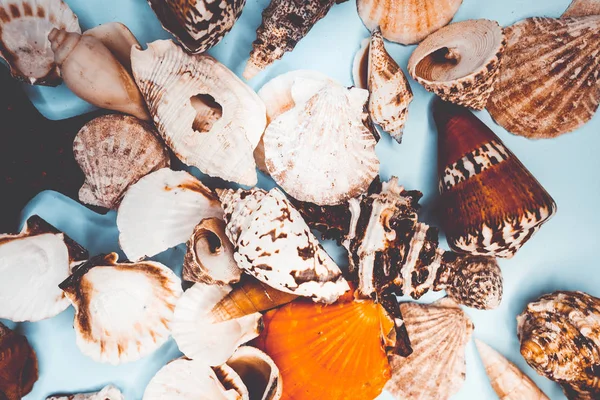 Various Shapes Seashells Background — Stock Photo, Image