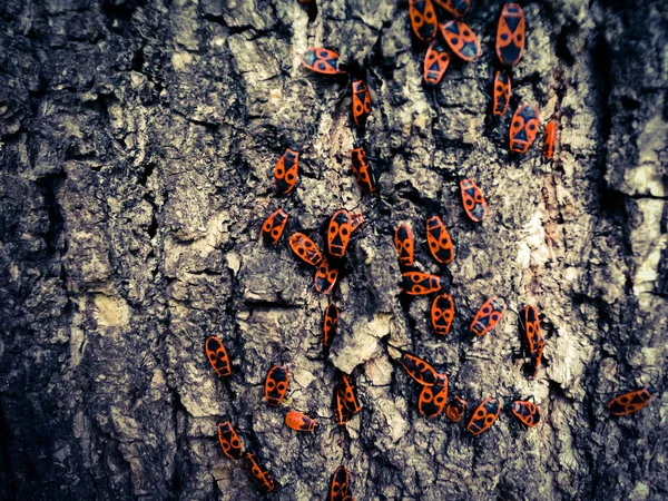 Besouros vermelhos na casca de uma árvore — Fotografia de Stock