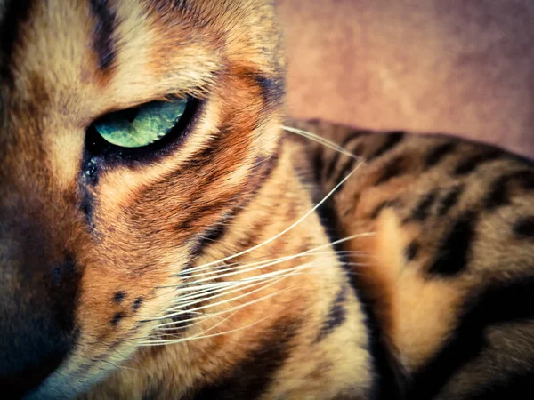 Hermoso Gato Bengalí Con Grandes Ojos —  Fotos de Stock