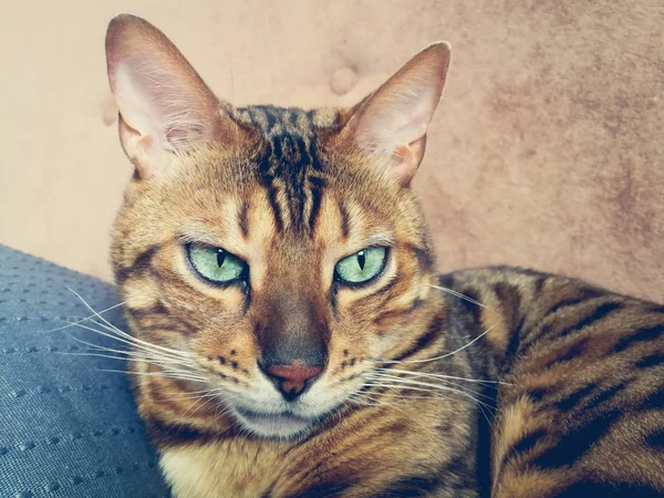Hermoso Gato Bengalí Con Grandes Ojos — Foto de Stock