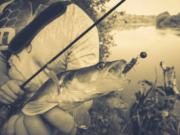 Pescador Pegou Peixe Segurando Sua Mão — Fotografia de Stock