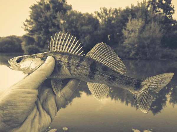 釣り人の手に魚パイク-スズキ — ストック写真