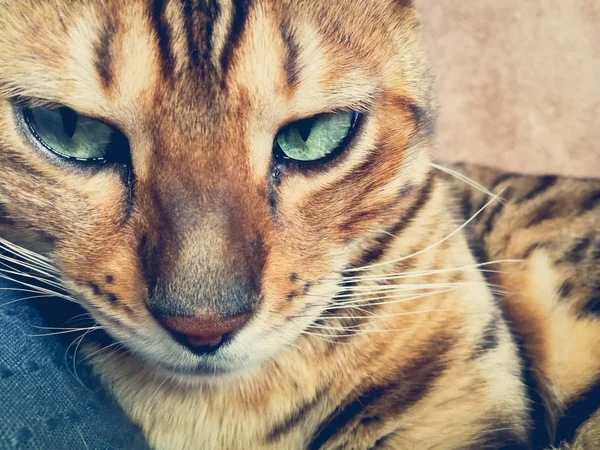 Красивою Бенгальська Кішка Великими Очима — стокове фото