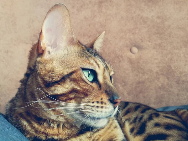 Big Bengal Cat Light Green Eyes — Stock Photo, Image