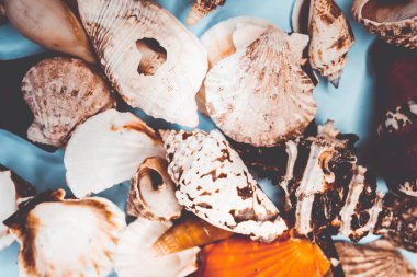 çeşitli şekillerde deniz kabukları arka plan