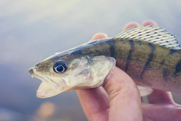 A pescar. Pescador e peixe — Fotografia de Stock