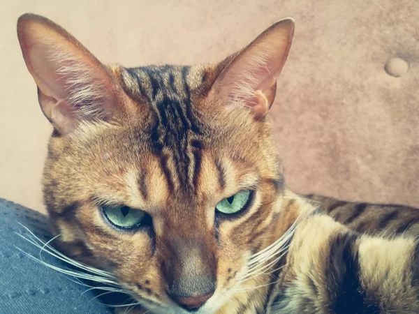 Hermoso Gato Bengalí Con Grandes Ojos — Foto de Stock