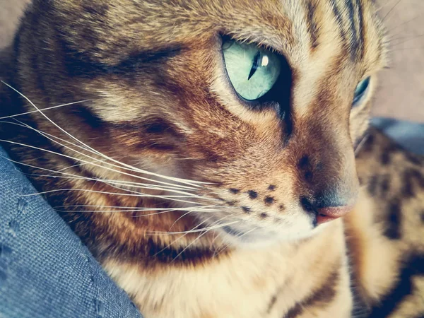 Hermoso Gato Bengalí Con Grandes Ojos — Foto de Stock