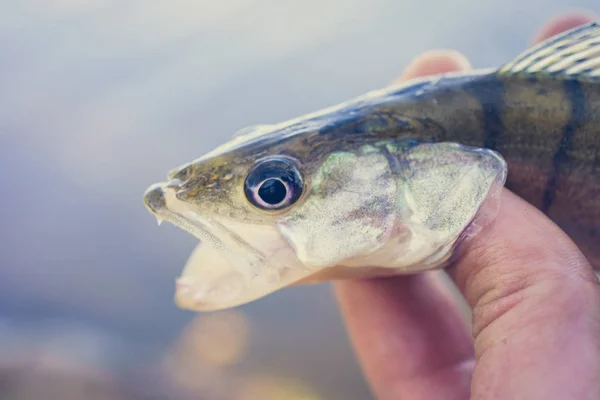 釣り。漁師と魚 — ストック写真