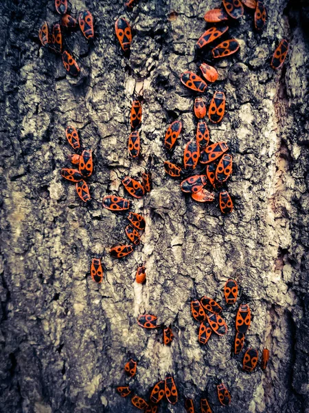 Червоні жуки на корі дерева — стокове фото
